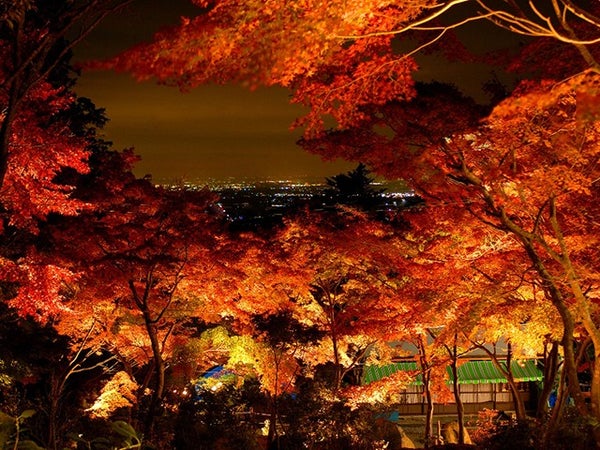 ■【茨城】茨城十色★ダブル新登場!錦秋絶佳の庭園「最勝寺」×紅葉ライトアップ「筑波山ケーブルカー」に秋の味覚柿狩り食べ放題!茨城グルメ≪常陸牛焼肉弁当≫付き♪2